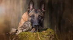 Неверојатно пријателство на пастир инго и солс полска